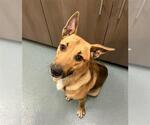 Small German Shepherd Dog Mix