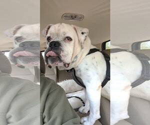 Bulldog Dogs for adoption in St. Louis Park, MN, USA