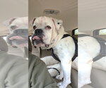 Small Bulldog