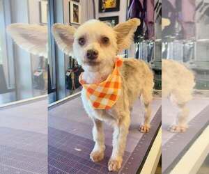 Bennett - Male Maltese-Unknown Mix Dog for Adoption - Photo #4