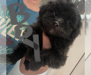 Pom-A-Poo Puppy for sale in NEOSHO, MO, USA