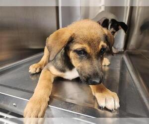 German Shepherd Dog-Unknown Mix Dogs for adoption in Houston, TX, USA