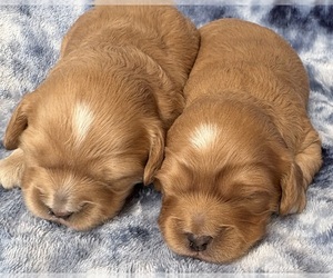 Medium Cavapoo