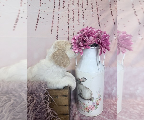 Medium Photo #57 Aussie-Poo-Goldendoodle Mix Puppy For Sale in COMMERCE, MI, USA