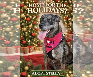 Catahoula Leopard Dog-Unknown Mix Dogs for adoption in Euless, TX, USA