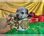 Small Photo #47 French Bulldog Puppy For Sale in HAYWARD, CA, USA