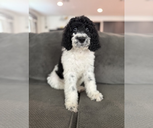Medium Photo #10 Bernedoodle Puppy For Sale in MENIFEE, CA, USA