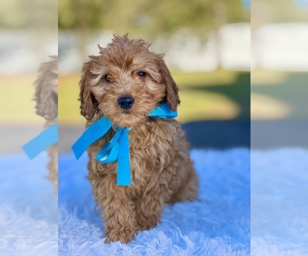 Medium Photo #1 Goldendoodle (Miniature) Puppy For Sale in FROSTPROOF, FL, USA