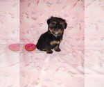 Puppy Tori Shorkie Tzu