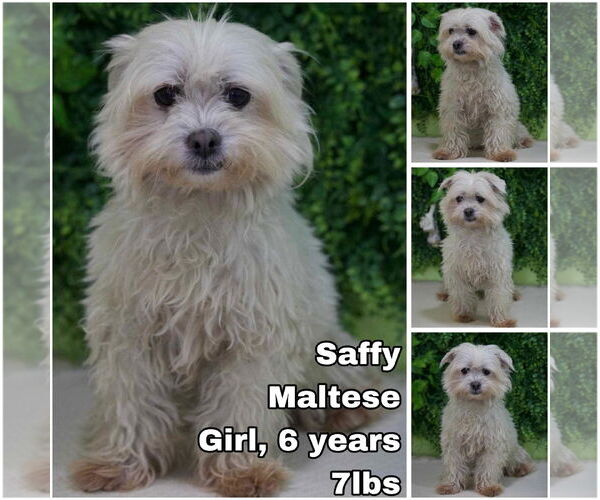 Medium Photo #2 Maltese Puppy For Sale in Seattle, WA, USA