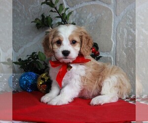 Cavachon Puppy for sale in GORDONVILLE, PA, USA