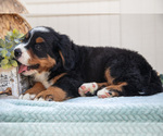 Small Photo #10 Bernese Mountain Dog Puppy For Sale in BIRD IN HAND, PA, USA