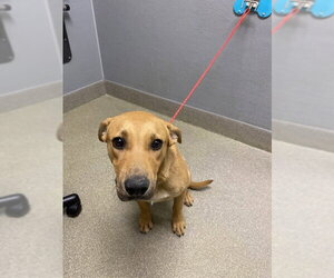 Labrador Retriever-Unknown Mix Dogs for adoption in Las Vegas, NV, USA