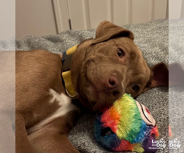 Medium Photo #16 Labrador Retriever-Unknown Mix Puppy For Sale in Washington, DC, USA