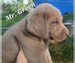 Puppy Mr Green Labrador Retriever