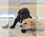 Small Photo #1 Goldendoodle-Poodle (Standard) Mix Puppy For Sale in LAS VEGAS, NV, USA