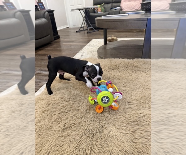 Medium Photo #6 Boston Terrier Puppy For Sale in FREDONIA, KS, USA