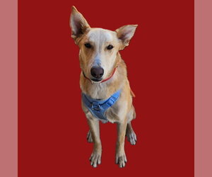 Labrador Retriever-Unknown Mix Dogs for adoption in Dallas, TX, USA
