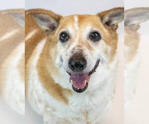 Basset Hound-Unknown Mix Dogs for adoption in Kennesaw, GA, USA