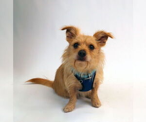 Border Terrier-Unknown Mix Dogs for adoption in Princeton, MN, USA