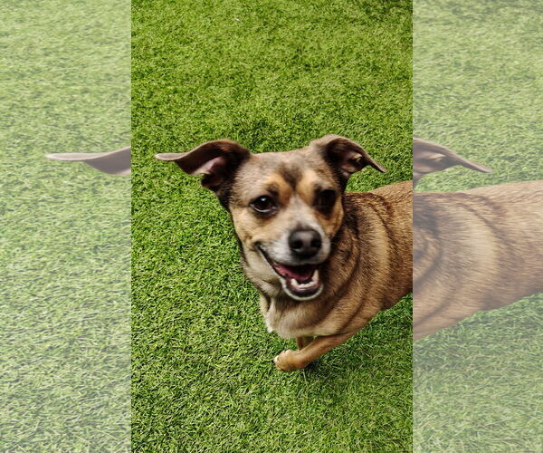 Medium Photo #7 Chihuahua-Unknown Mix Puppy For Sale in San Francisco, CA, USA