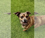 Small #6 Chihuahua Mix