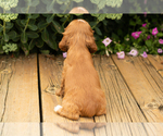 Small #27 Cocker Spaniel