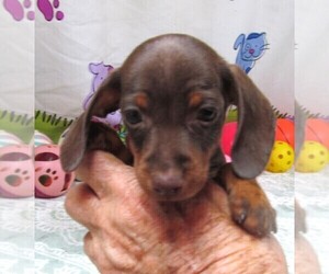 Dachshund Puppy for sale in RATTAN, OK, USA