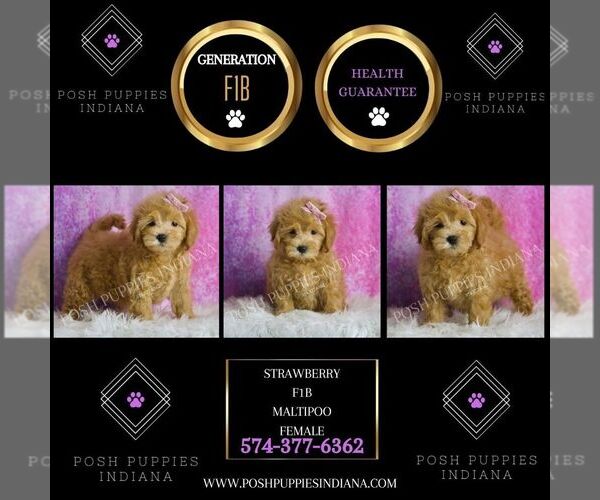 Medium Photo #5 Maltipoo Puppy For Sale in WARSAW, IN, USA