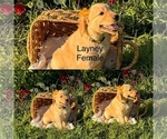 Puppy Puppy 3 Golden Retriever