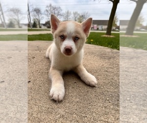 Pomsky Puppy for sale in GREENFIELD, IN, USA