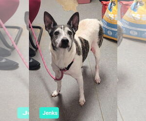 Rat Terrier-Unknown Mix Dogs for adoption in Richmond, IN, USA