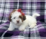 Small #7 ShihPoo