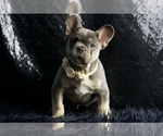 Small #6 French Bulldog