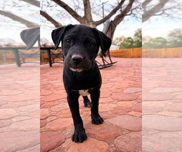 Medium Photo #3 Mutt Puppy For Sale in Winter Park, CO, USA