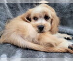 Small #3 Cavapoo (Miniature)