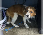 Small #2 Australian Shepherd-Collie Mix
