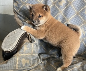 Medium Shiba Inu