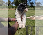 Small Photo #20 Bernedoodle-Golden Mountain Dog Mix Puppy For Sale in DAVIS, CA, USA