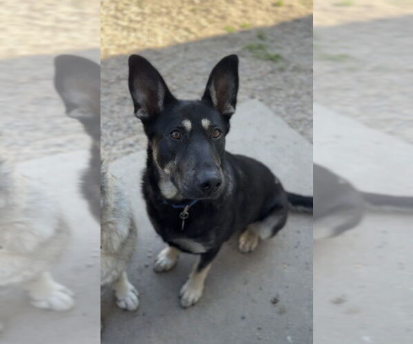 Medium Photo #17 German Shepherd Dog-Unknown Mix Puppy For Sale in Bemidji, MN, USA