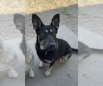 Small #16 German Shepherd Dog Mix