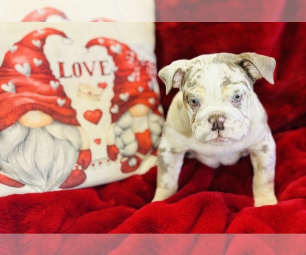 Medium Photo #3 Bulldog Puppy For Sale in CINCINNATI, OH, USA