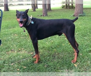 Father of the Doberman Pinscher puppies born on 12/17/2020