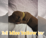 Puppy Miss Yellow Vizsla