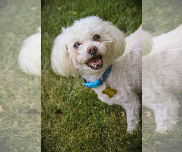 Medium Photo #1 Poodle (Miniature) Puppy For Sale in Sandy, UT, USA