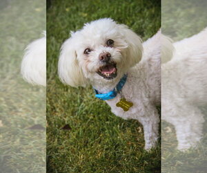 Poodle (Miniature) Dogs for adoption in Sandy, UT, USA