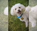 Small Poodle (Miniature)