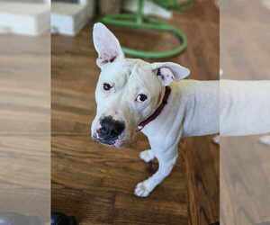 American Bulldog-American Staffordshire Terrier Mix Dogs for adoption in Raleigh, NC, USA