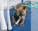 Small #3 Mutt