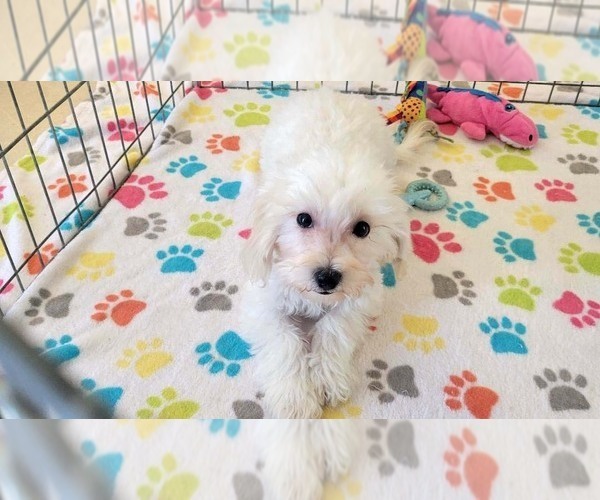Medium Photo #9 Maltipoo (Toy) Puppy For Sale in ORO VALLEY, AZ, USA